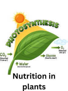 Nutrition in plants